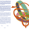 The Entwined Rings Ketubah